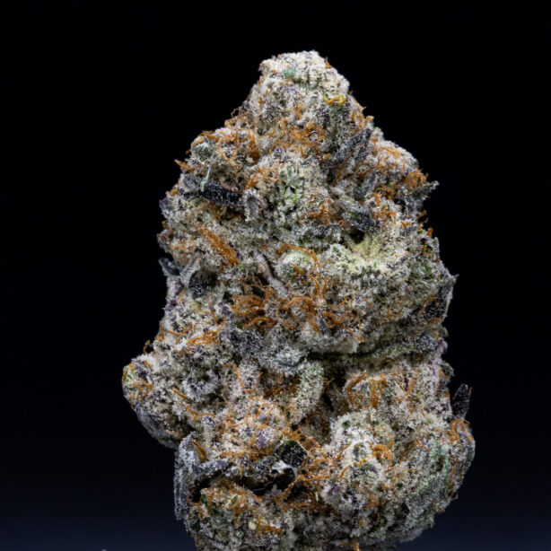 Jar Co. Jungle Cookies